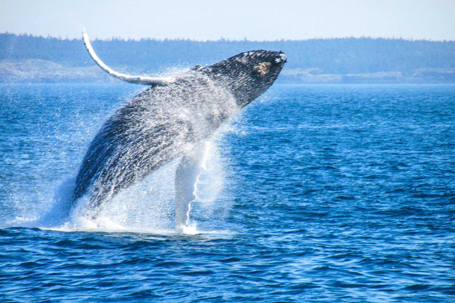 Bei den Whale Watching Touren kann man den Walen oft ganz nah kommen