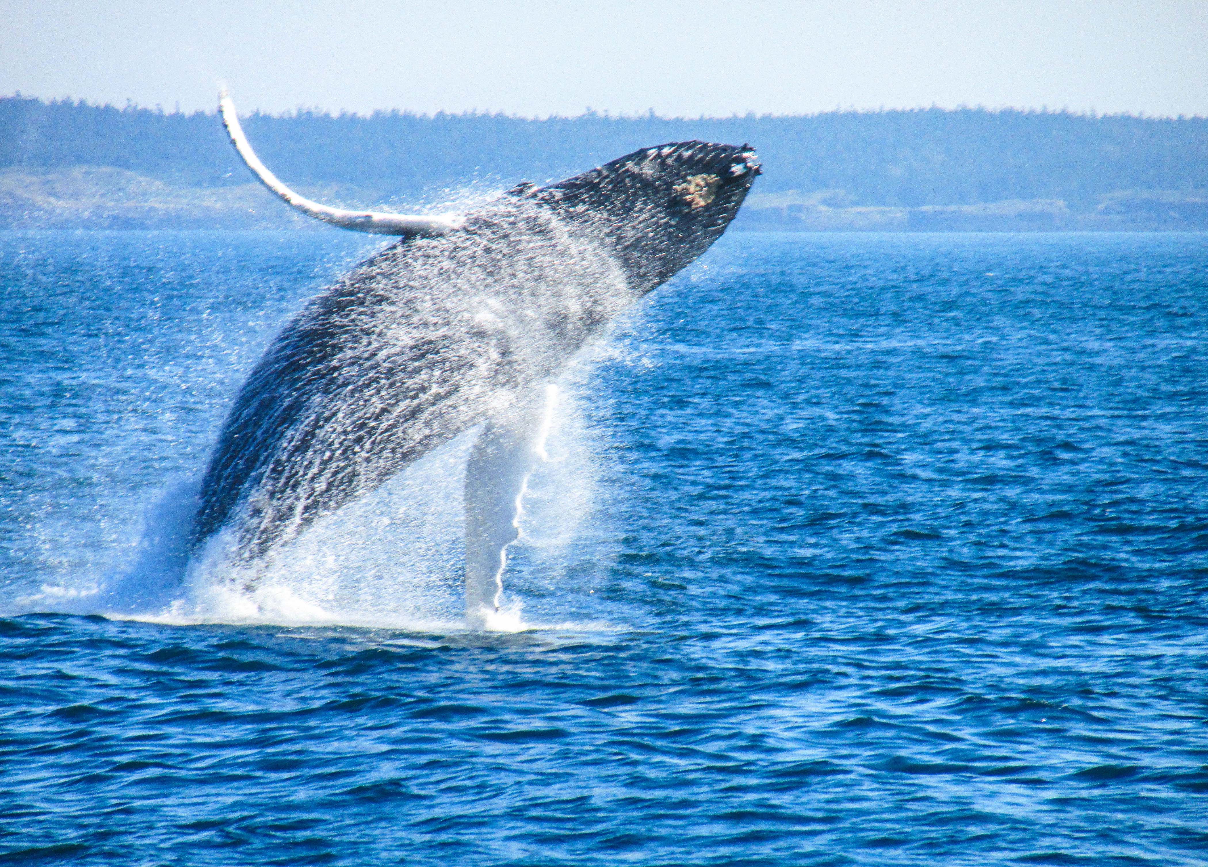 How Large Is Vancouver Island How Large Is Vancouver Island