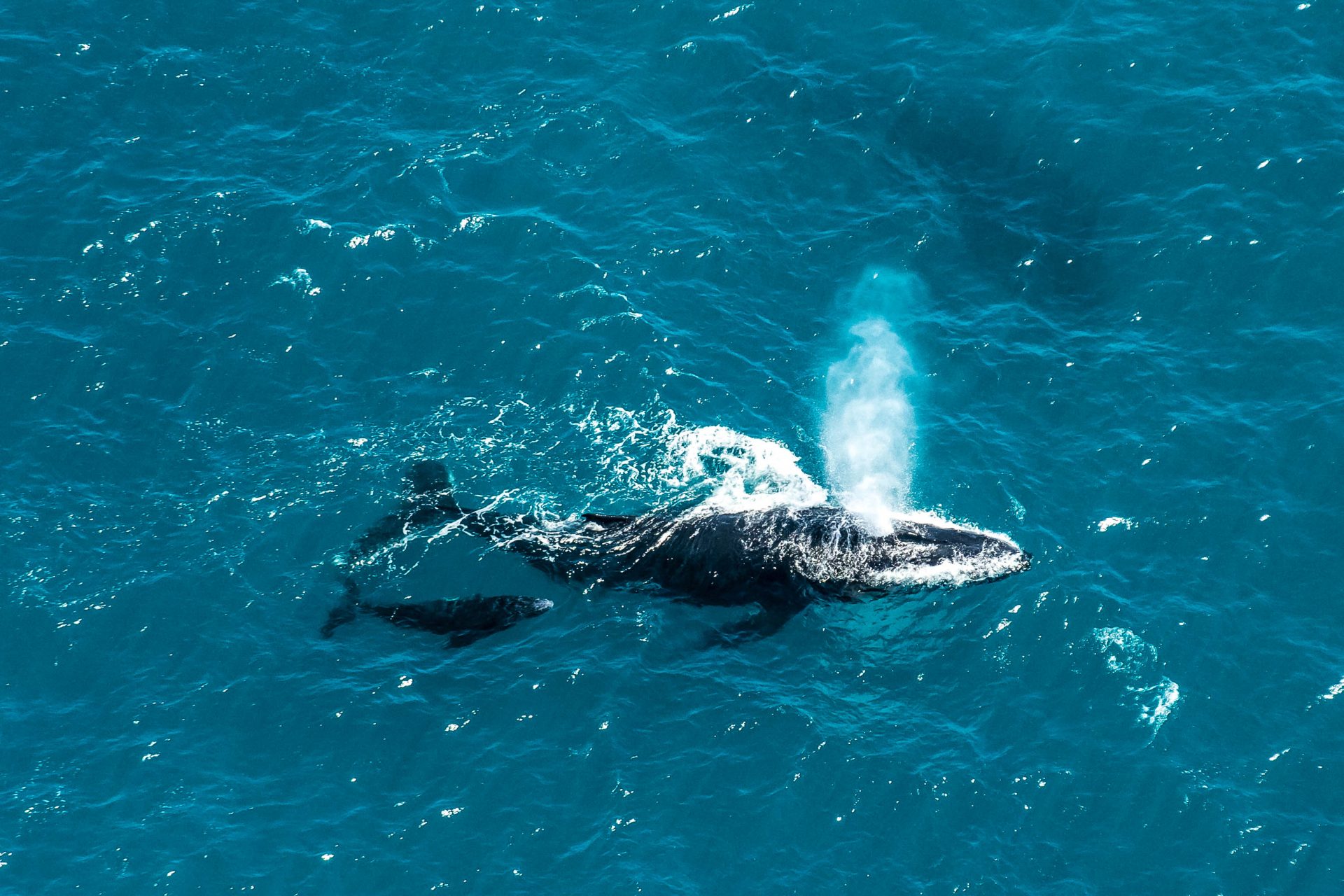 Die Fontänen der Wale sieht man oft aus hunderten Meter Entfernung