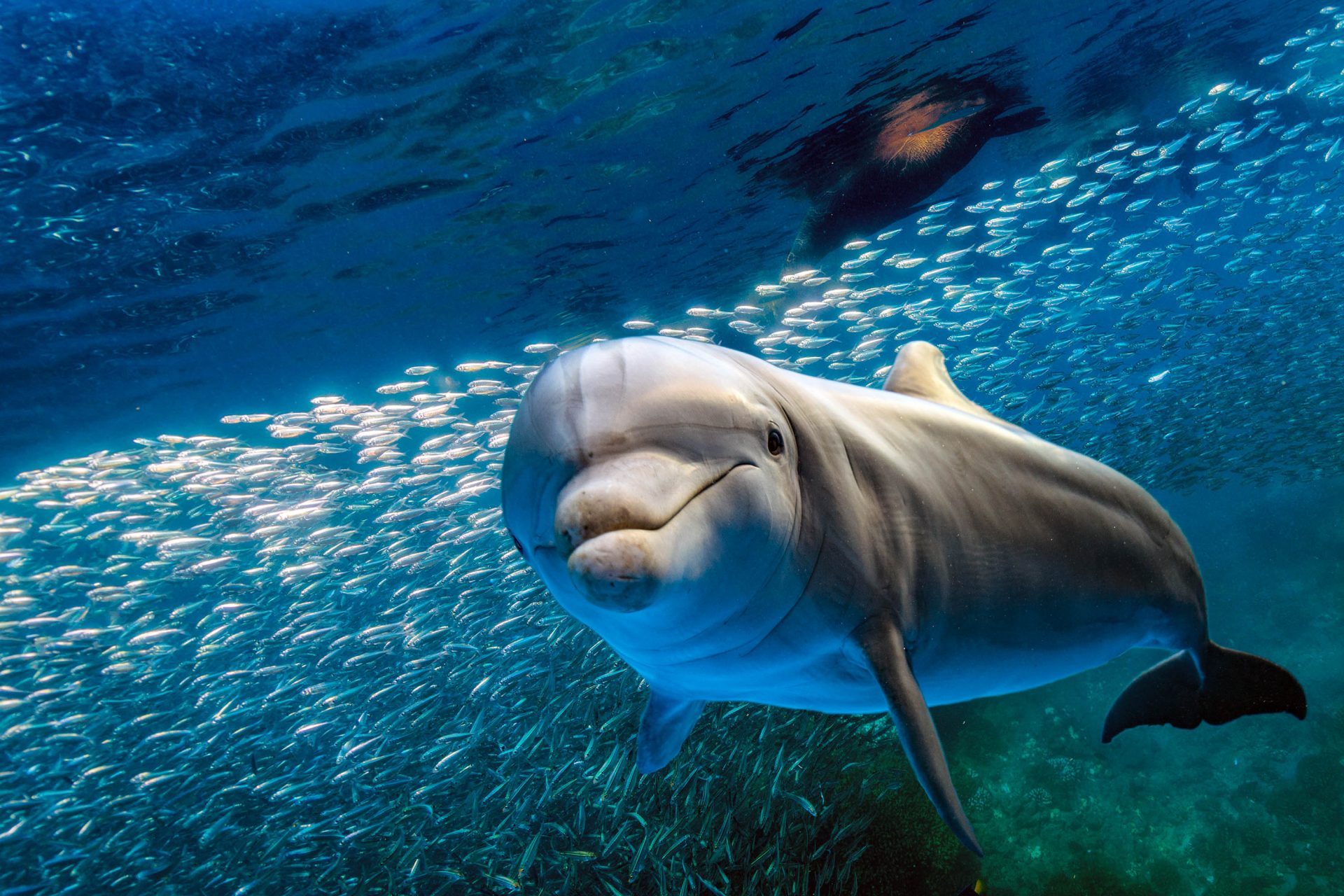 Ein Delfin in den Tiefen des Meeres