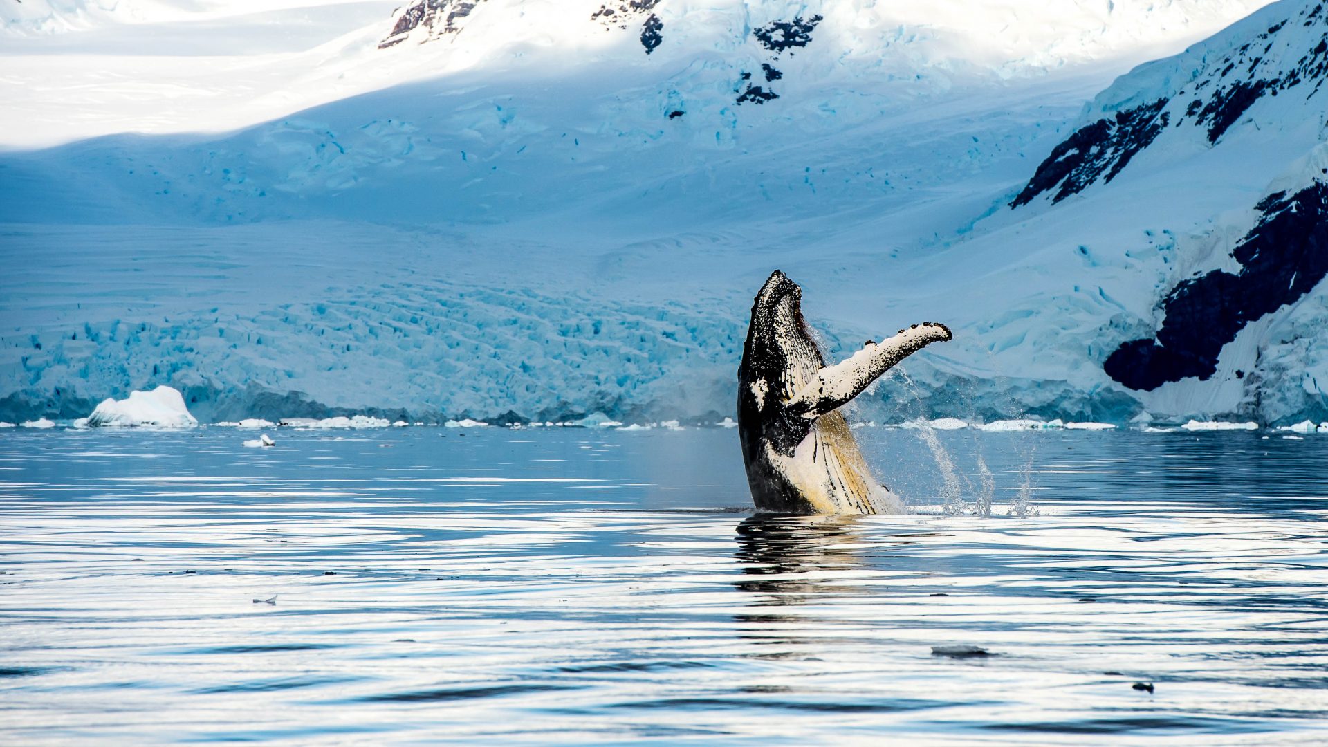 In Alaska kann man Wale in einer spektakulären Umgebung beobachten