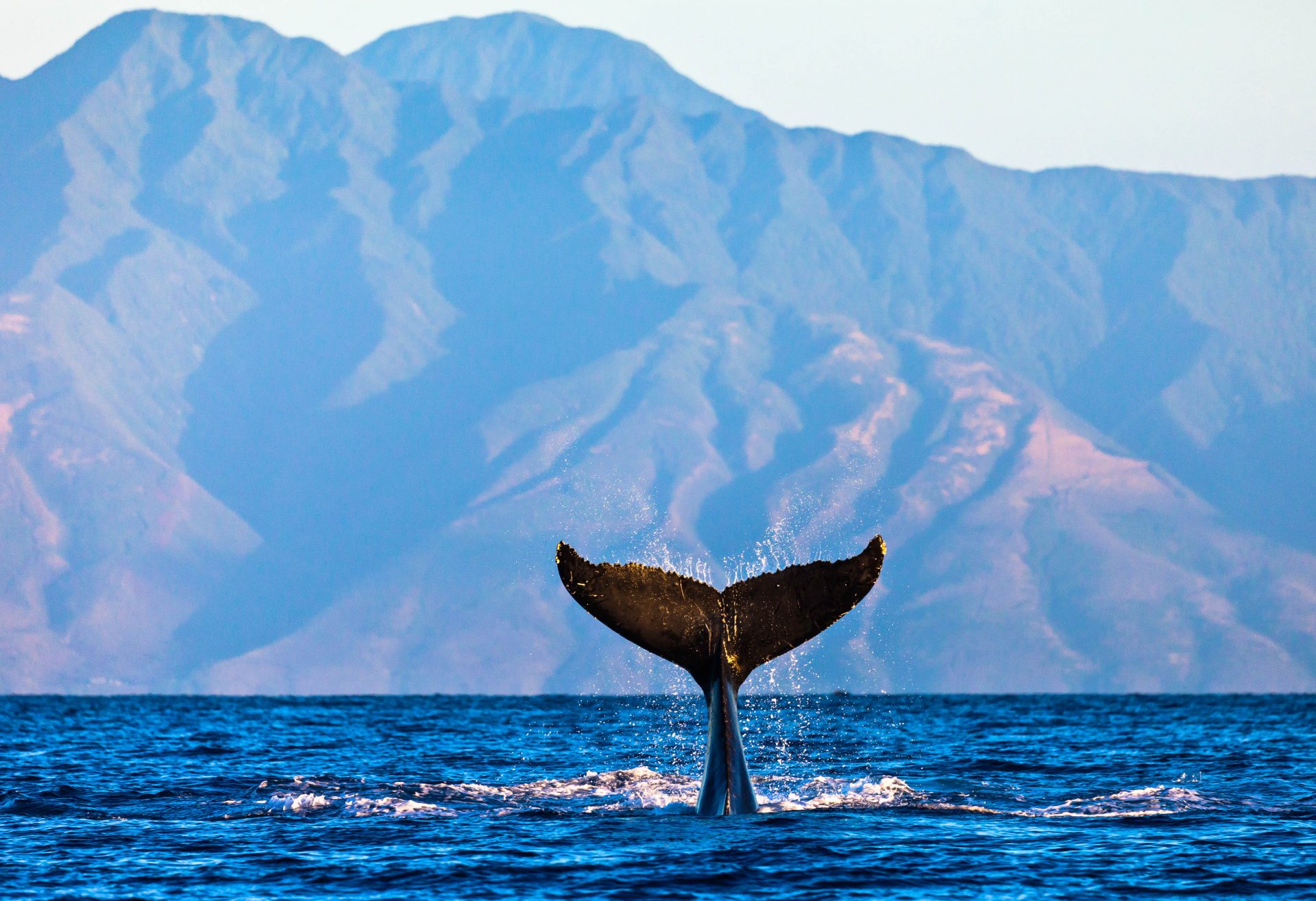 Whale Watching kann man an vielen verschiedenen Stellen auf der Welt
