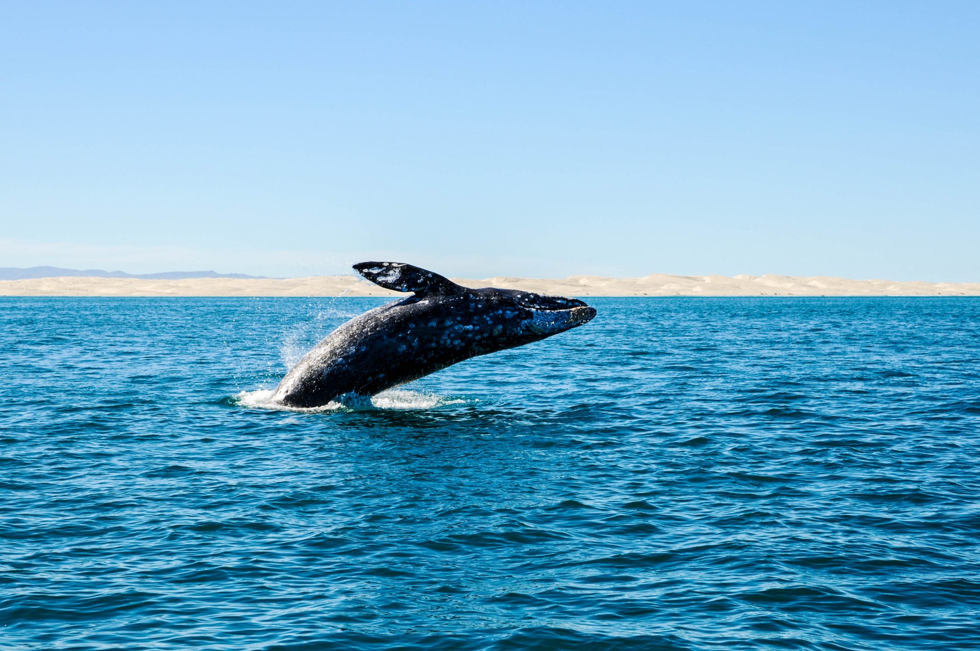 Mit etwas Glück seht ihr beim Whale Watching ein Tier aus dem Wasser springen