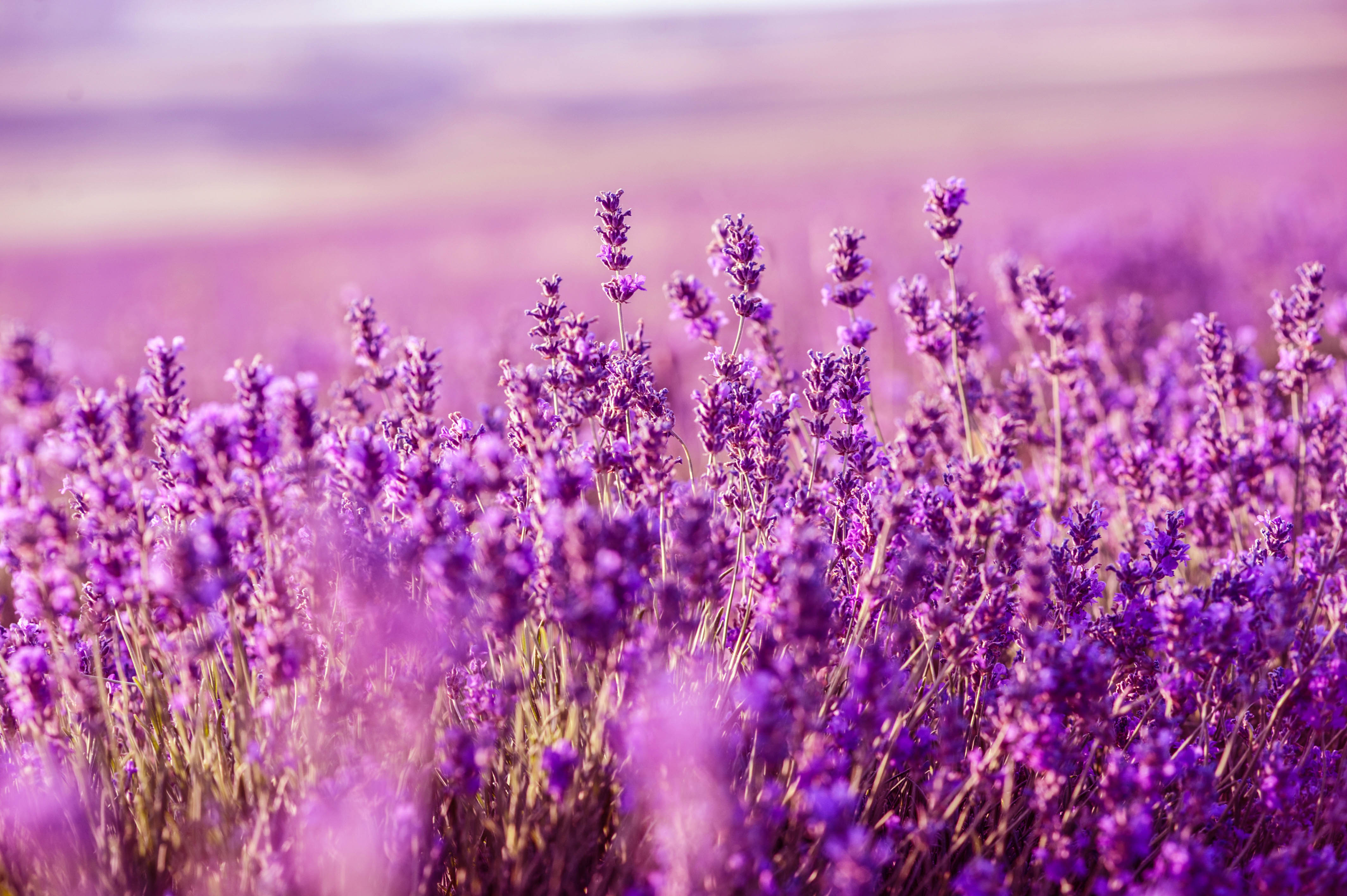 Duftende Lavendelfelder in der Provence Urlaubsguru.de