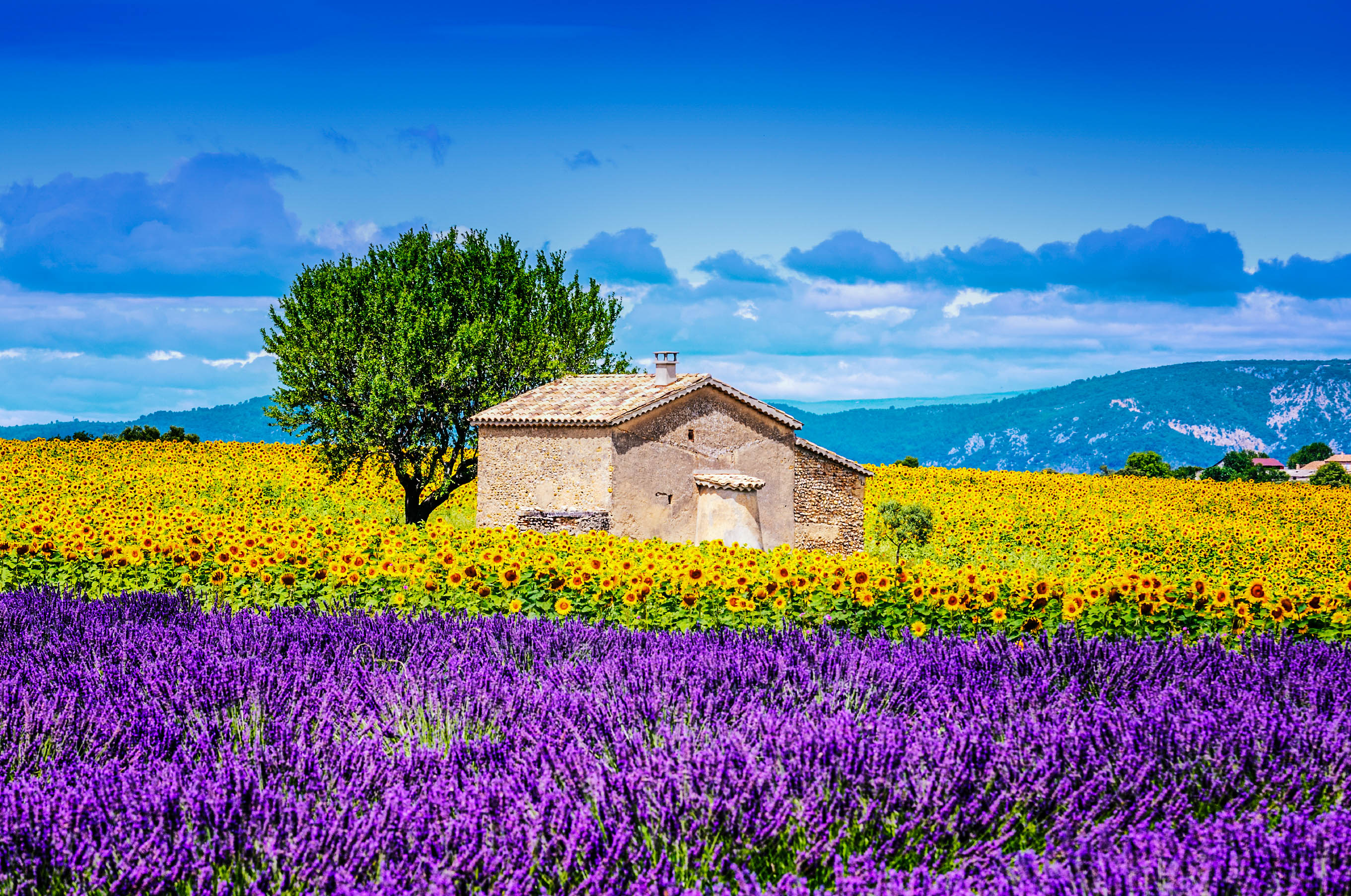 Duftende Lavendelfelder in der Provence | Urlaubsguru.de