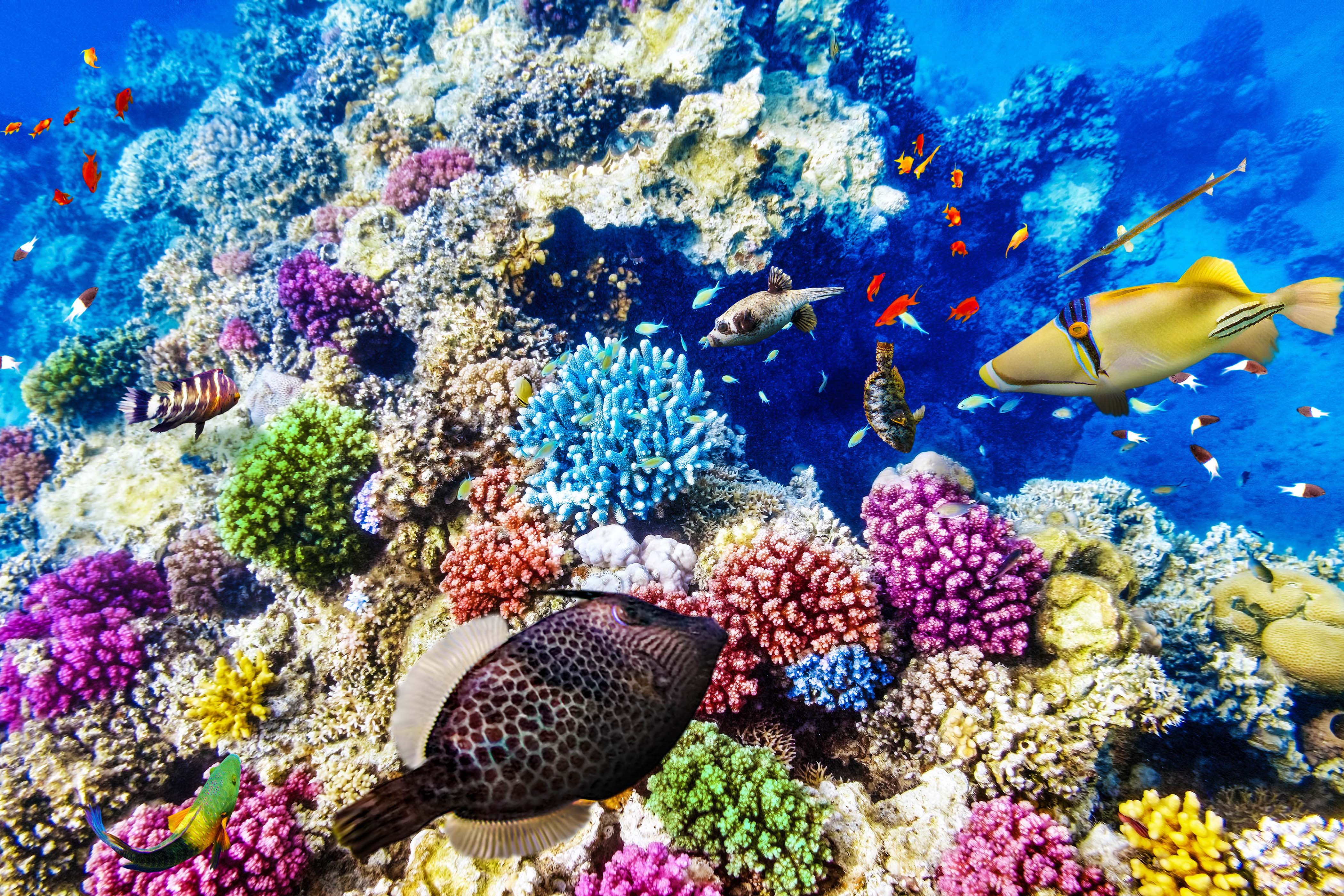 Great Barrier Reef