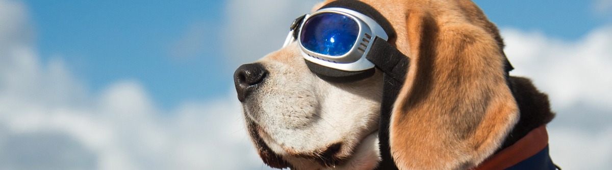 Fliegen mit Hund Das solltet ihr beachten Urlaubsguru.de