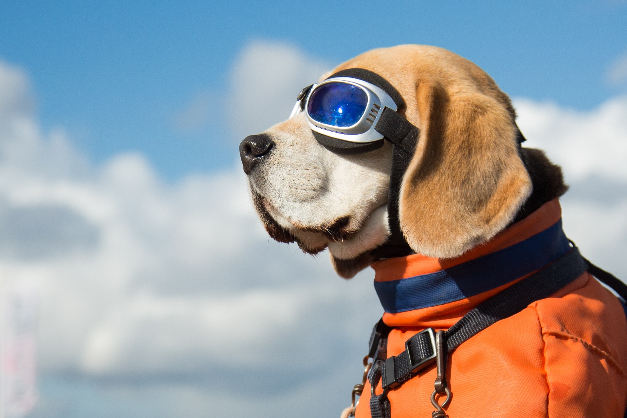 Fliegen mit Hund Das solltet ihr beachten Urlaubsguru.de