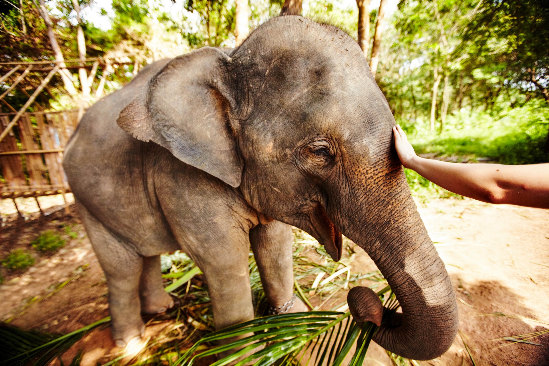 elefanten thailand elefanten thailand