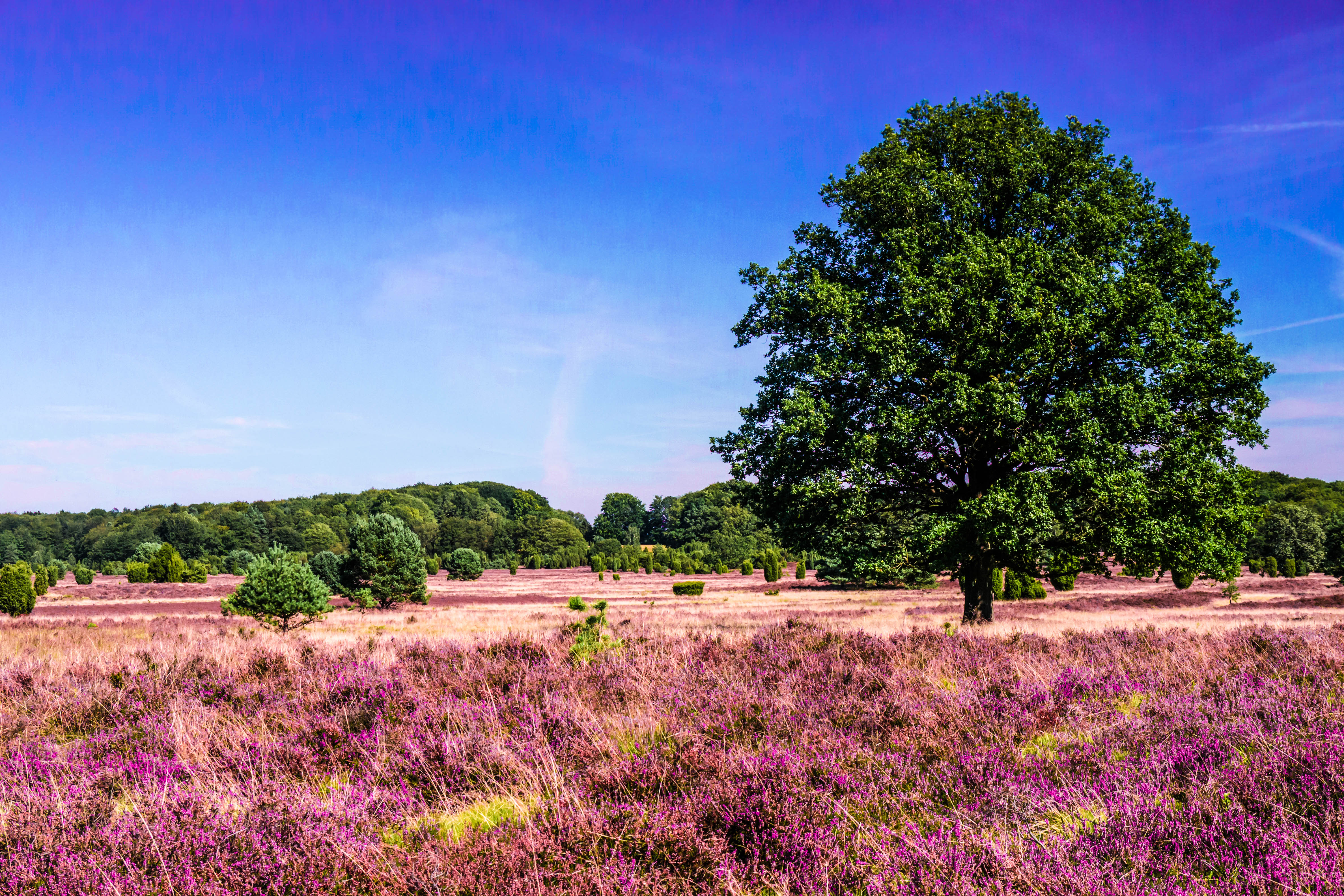 Lüneburger Heide Tipps Hach, wie schön! Urlaubsguru.de