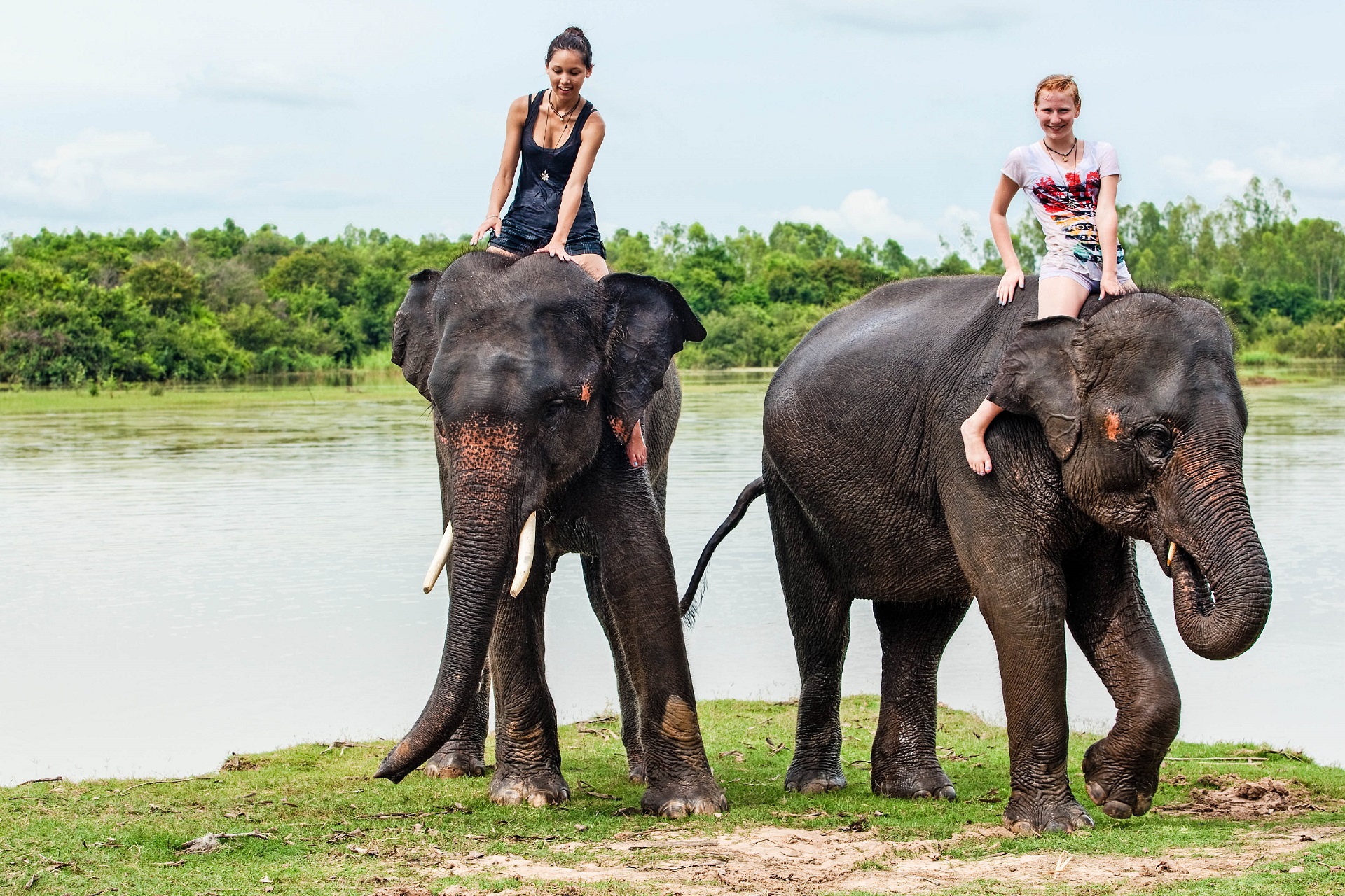 Elefanten Thailand Elefanten Thailand