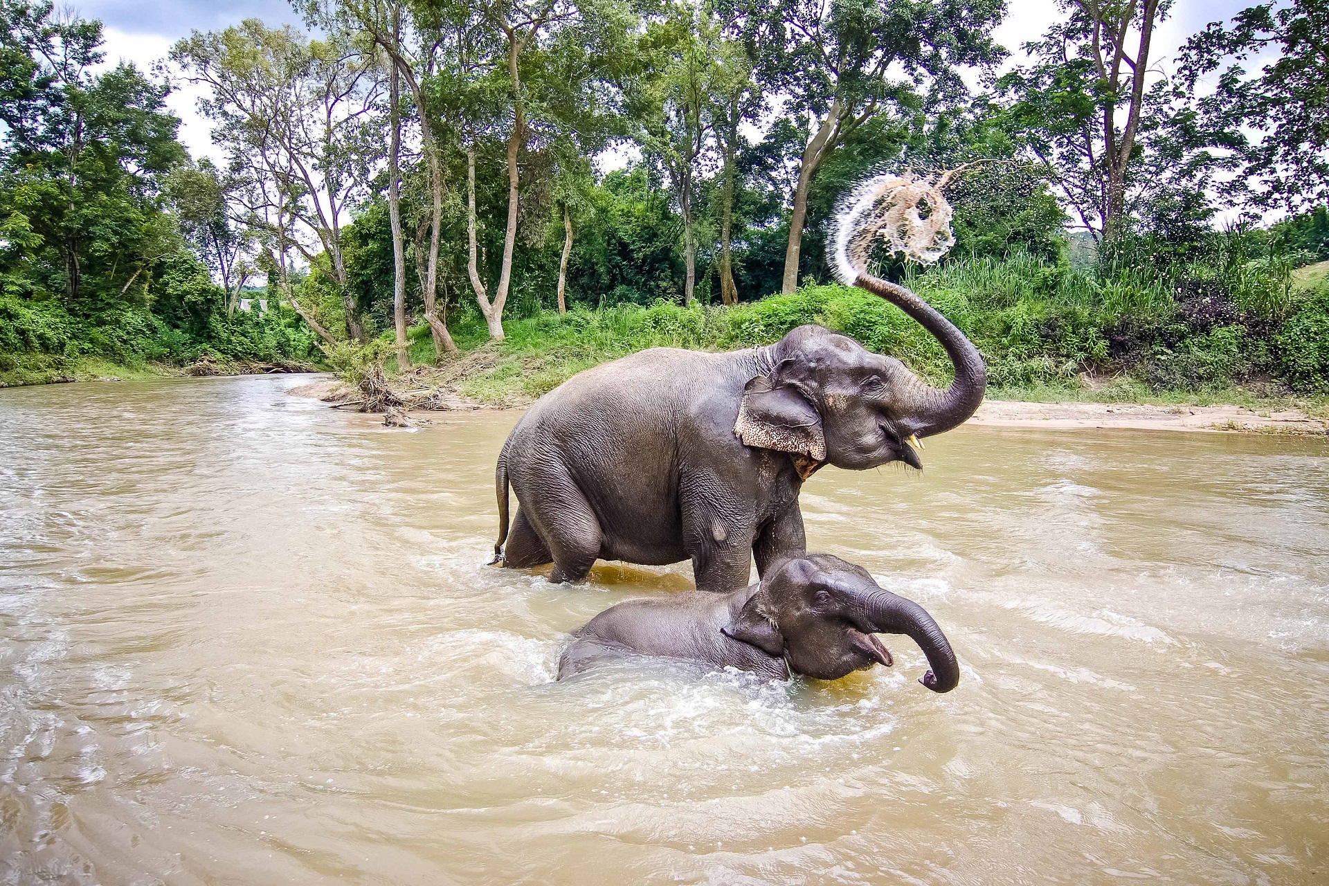Elefanten Thailand Elefanten Thailand