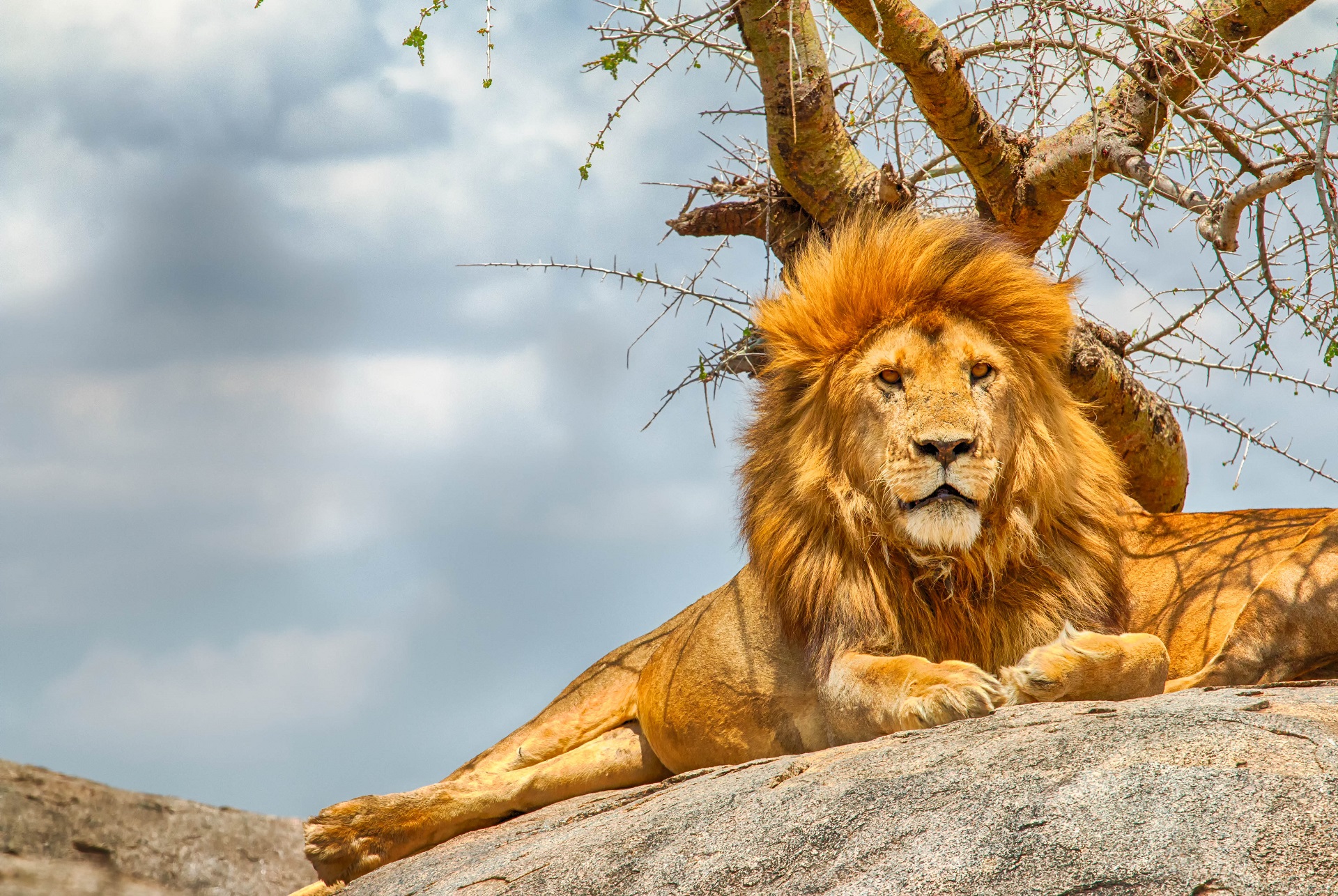 Kenia – Mehr Afrika geht nicht! | Urlaubsguru.de