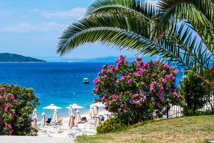 Palm, Pink flowers, beach, umbrellas and blue sea
