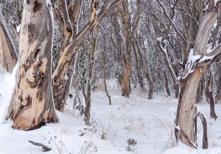 Snowy Mountain Australien _ shutterstock