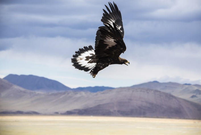 Golden Eagle in Mongolia starts for hunting iStock_000022556533_Large EDITORIAL ONLY Josef Friedhuber
