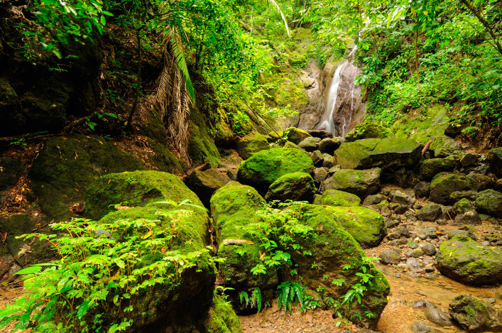 Wild Colombian Darien jungle