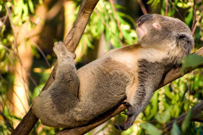 Melbourne Tipps Koalas