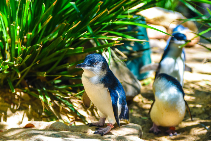 Melbourne Tipps Pinguin Parade