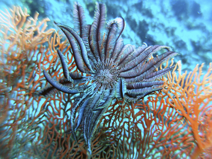Palau Tauchen Riff