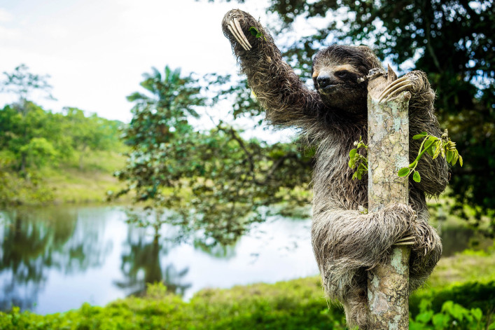 Sloth in the Jungle Panama iStock_000038984840_Large-2