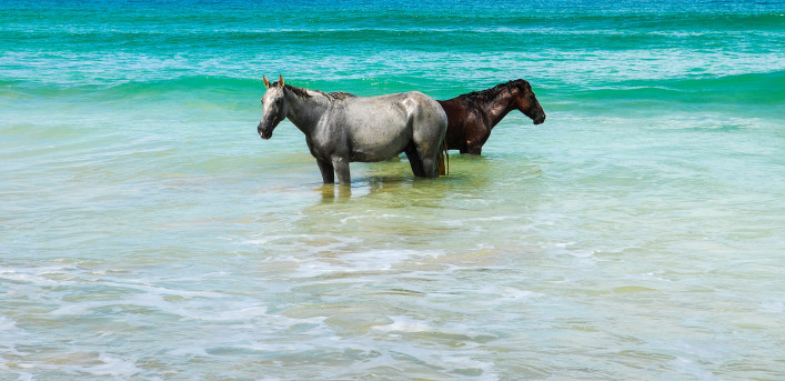 Two Horses and the Sea Panama iStock_000007739387_Large-2