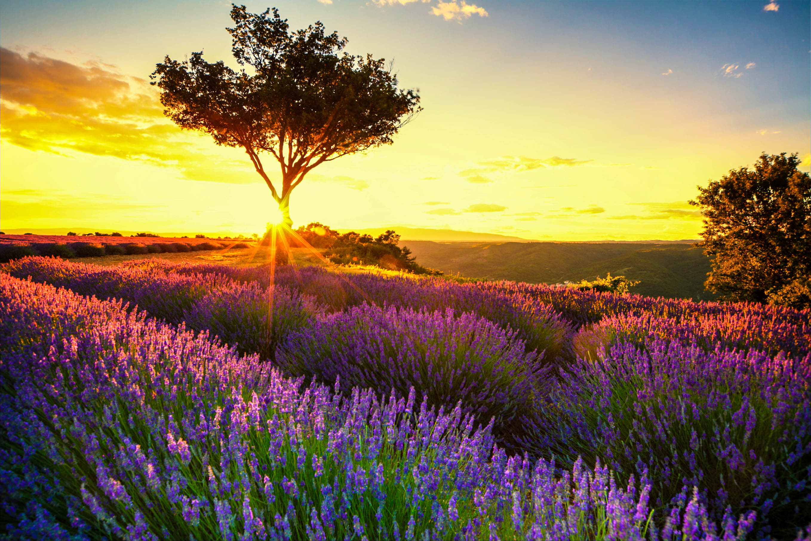 Duftende Lavendelfelder in der Provence | Urlaubsguru.de