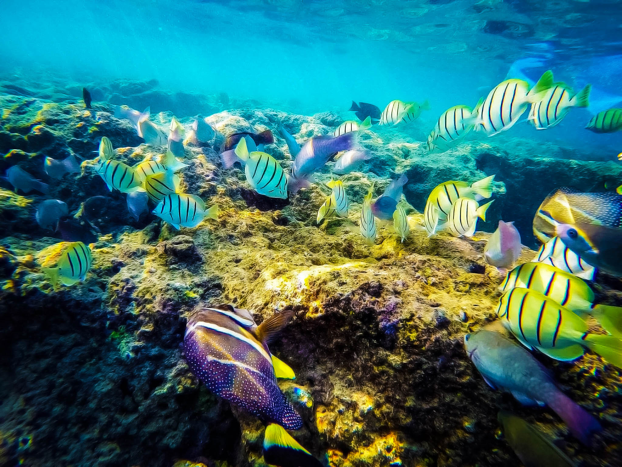 Die schönsten Orte auf Hawaii Urlaubsguru.de