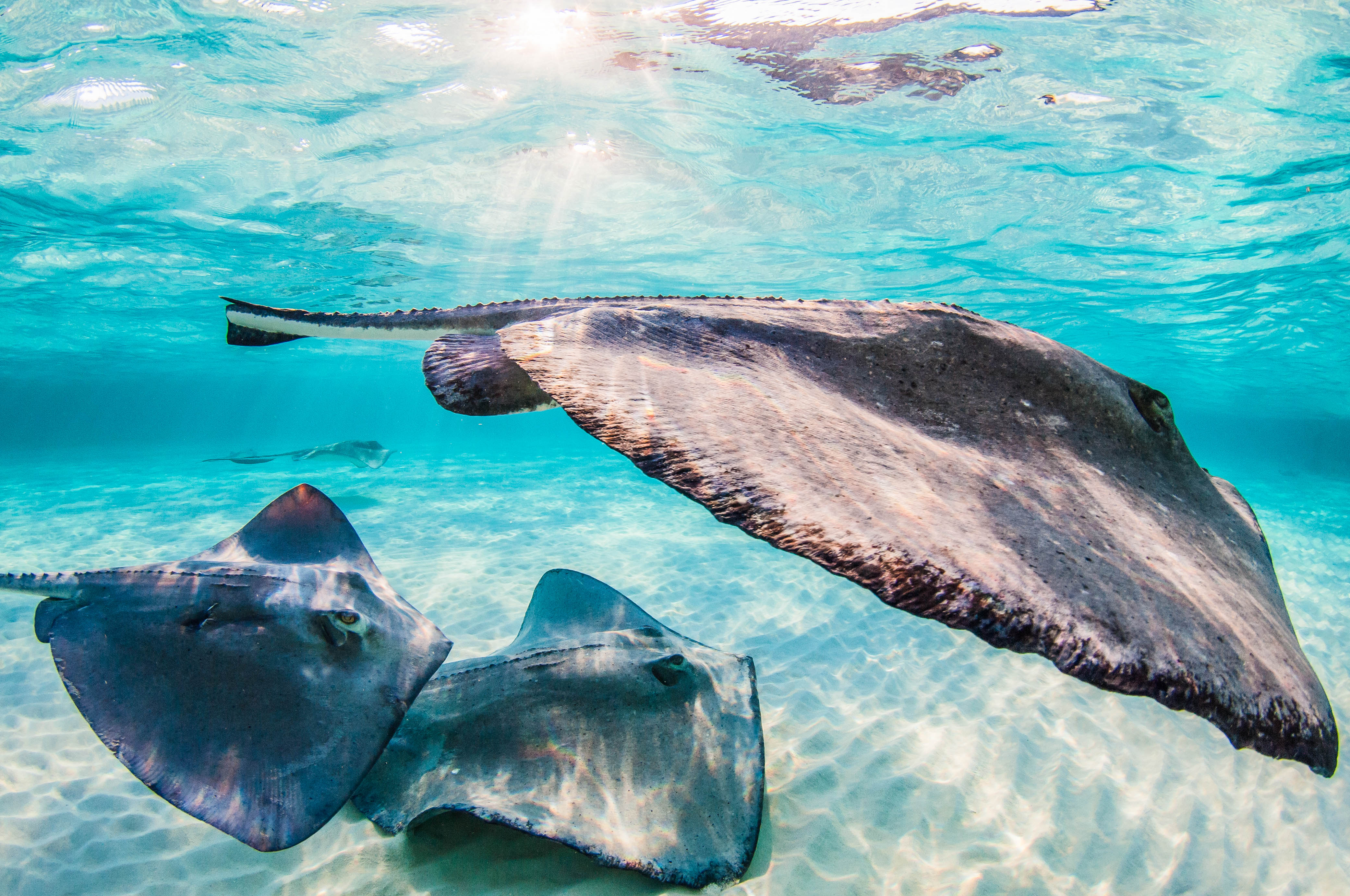 Stingray City in der Karibik | Urluabsguru.de