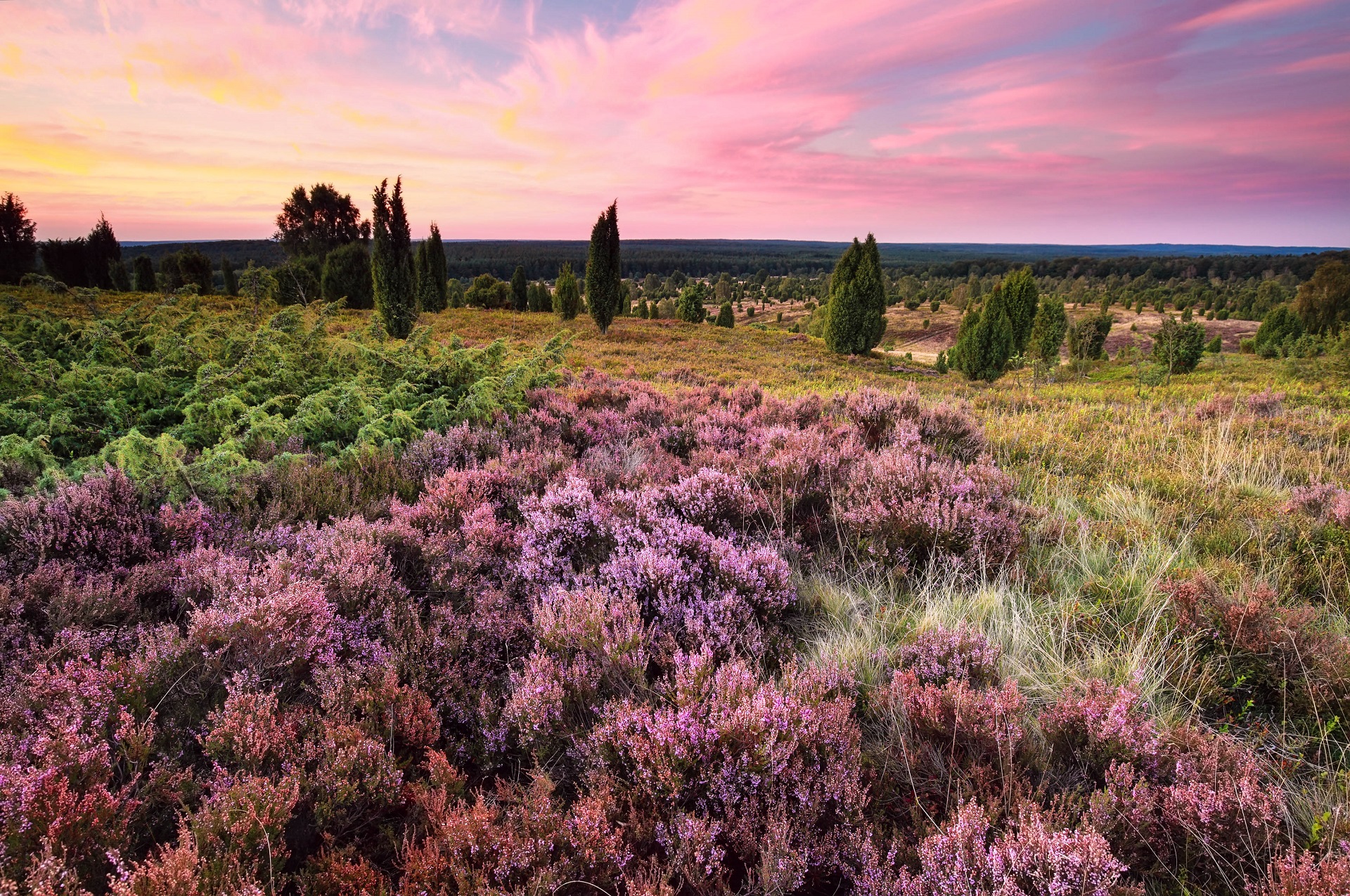 Besondere Cafés In Der Lüneburger Heide Lüneburger Heide - Ein Fest der Farben für die Augen! | Urlaubsguru