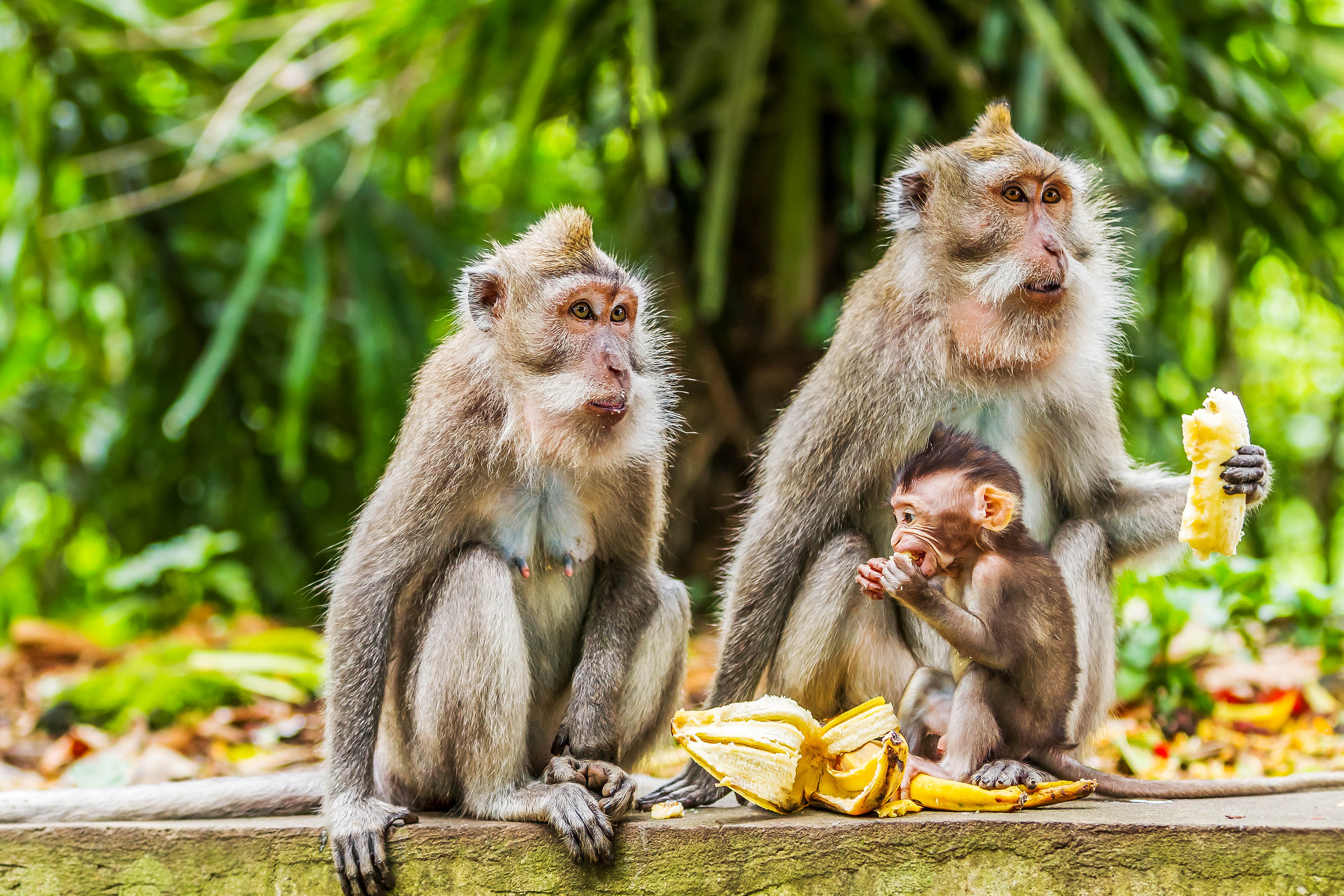 Der Monkey  Forest  auf Bali  Urlaubsguru de