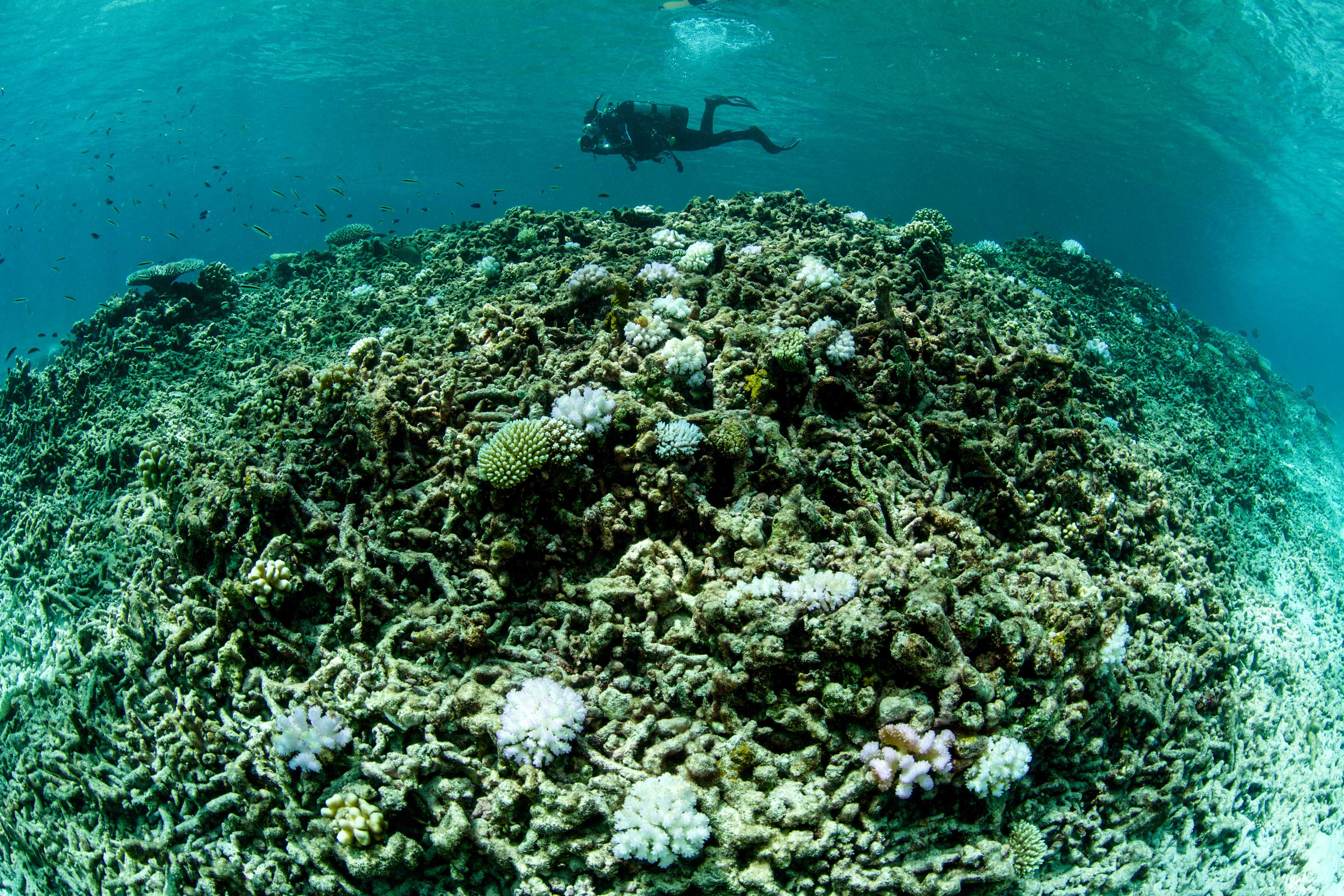 Korallenriff Gefährdung