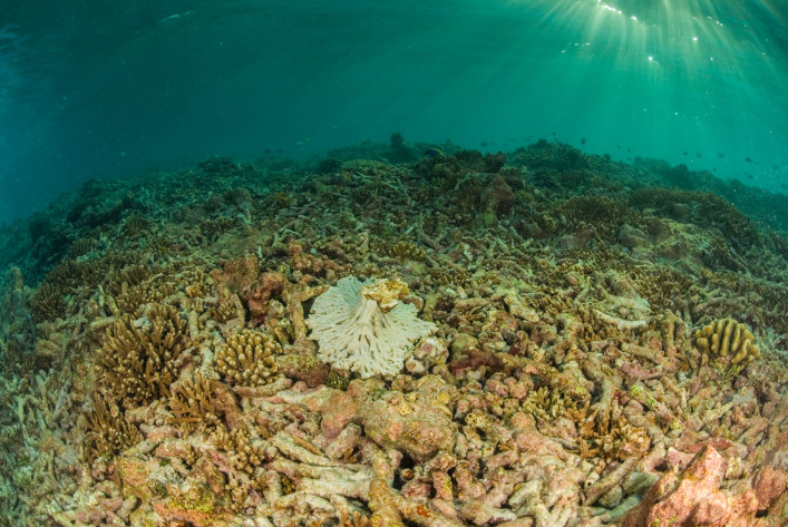 Great Barrier Reef tot usgeblichene Korallen