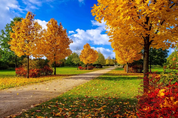 Grossraeschen avenue of maple trees in fall