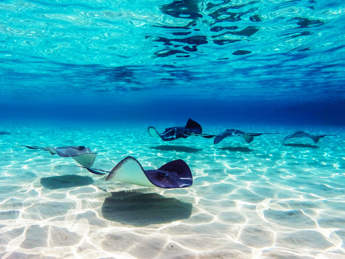 Antigua Tauchen Stingray City