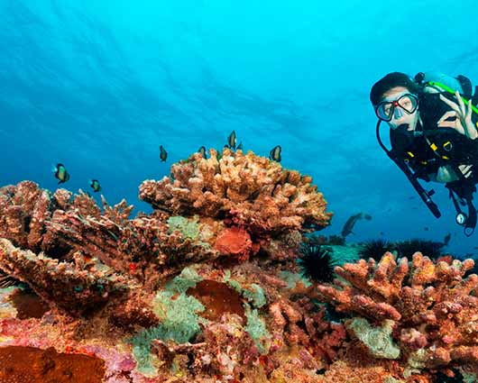 Duiken op de Seychellen