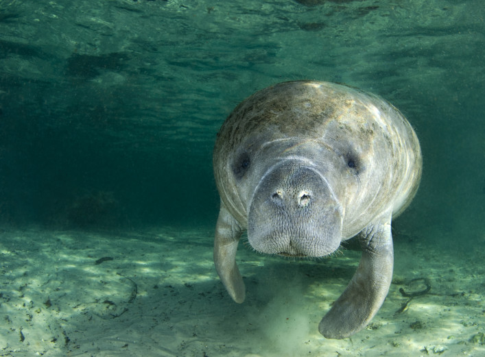 Manatee in Florida