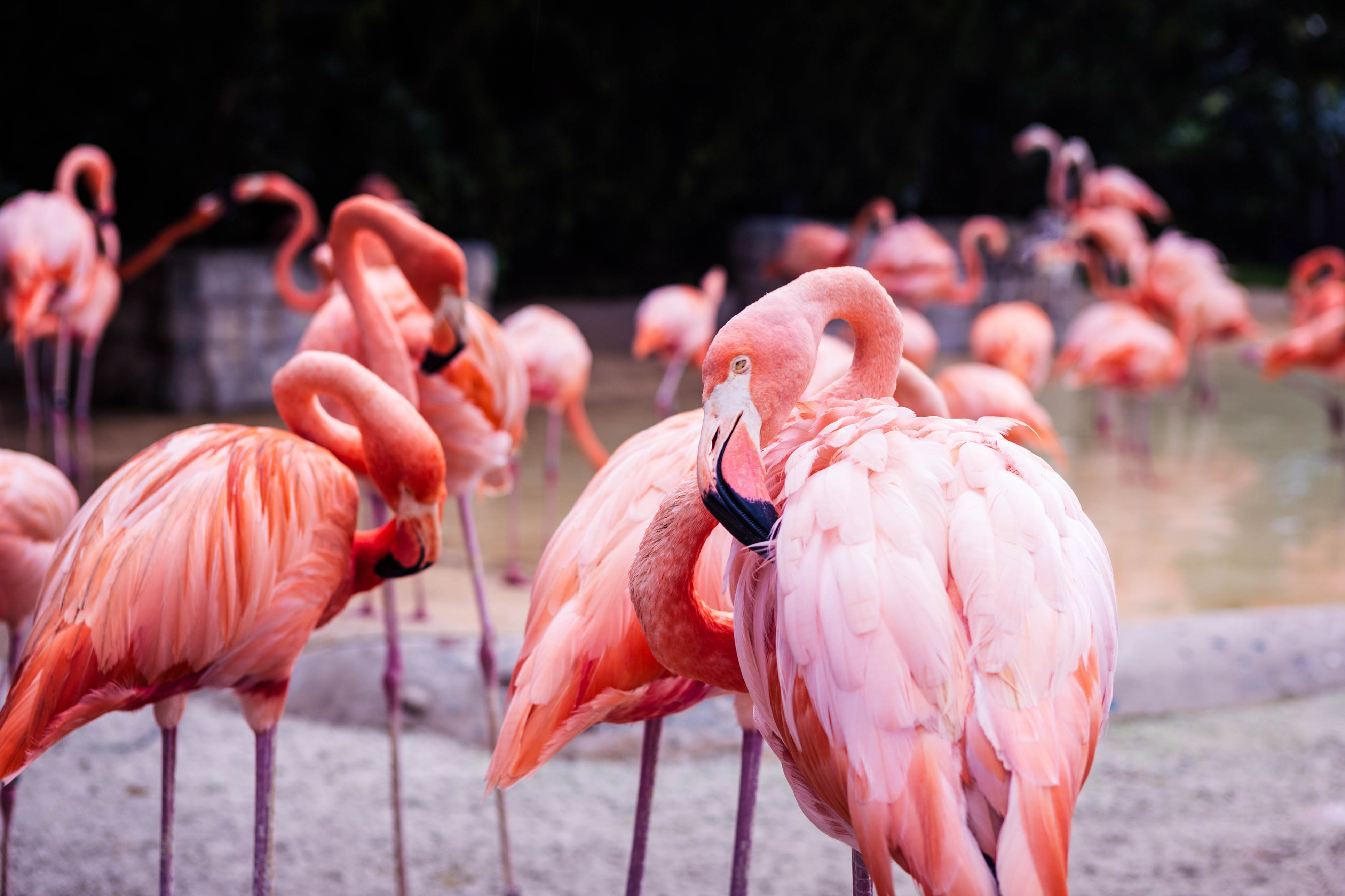 Las Vegas Attraktionen, Flamingos