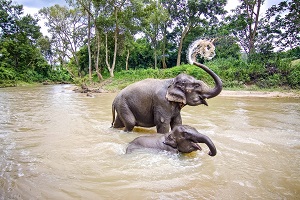 Reiseziele November_Events_Festivals_Elefantenfest Thailand