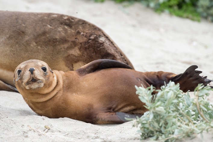 Baby puppy australian sea lion in kangaroo island_shutterstock_322545383