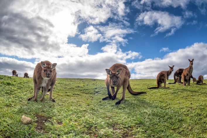 Kangaroos while looking at you at sunset in kangaroo island_shutterstock_321961703