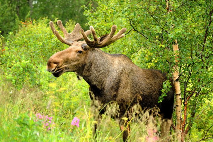 Elch in Kanada_moose_national park_shutterstock_127627598