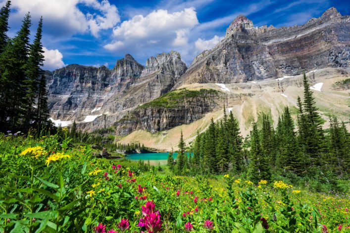 Wild flowers on the Iceberg Lake Trail