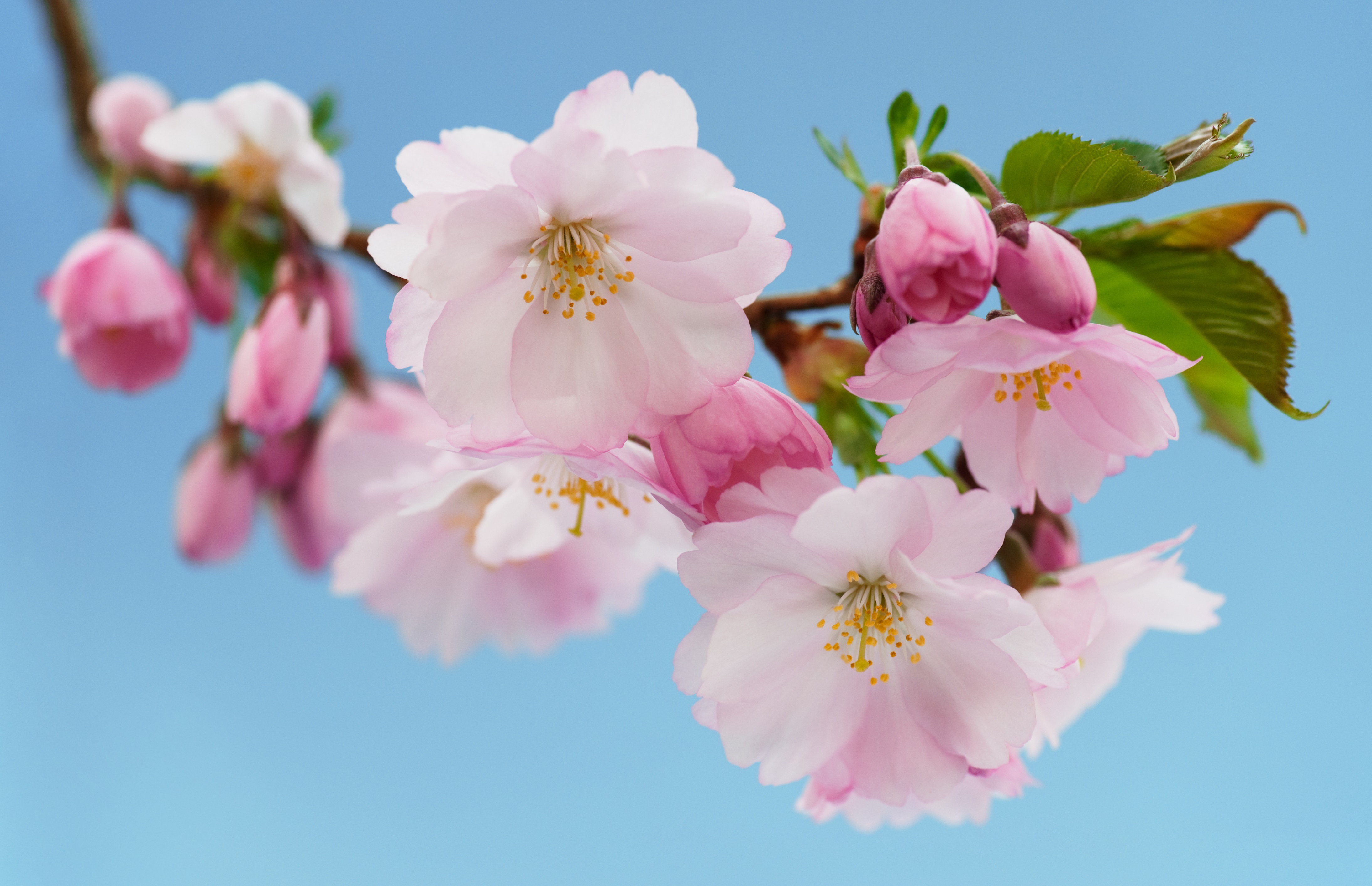 KirschblüTen Rezepte Suchen