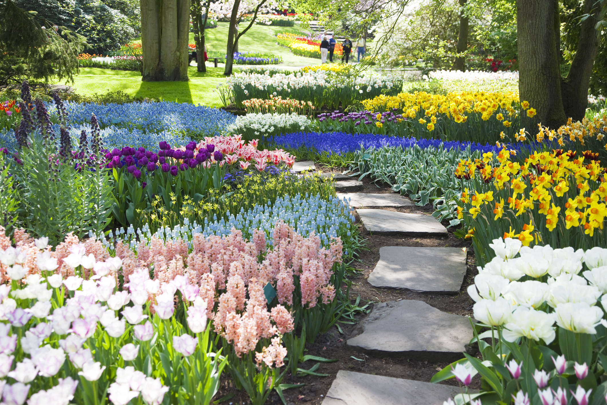 Kunterbunter Keukenhof Besucht Holland zur Blütezeit Urlaubsguru