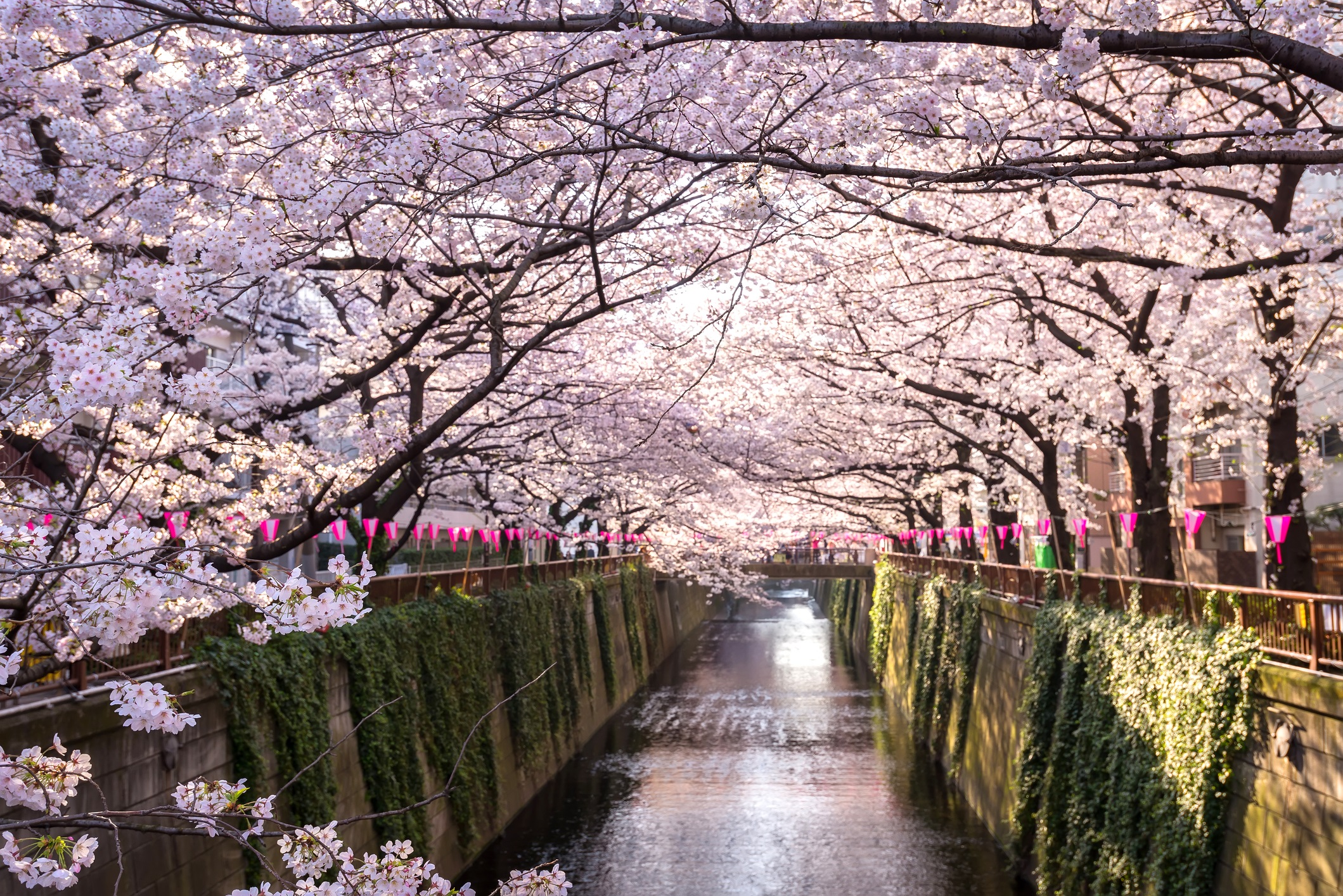 Die Kirschblütenzeit in Japan & weltweit | Urlaubsguru