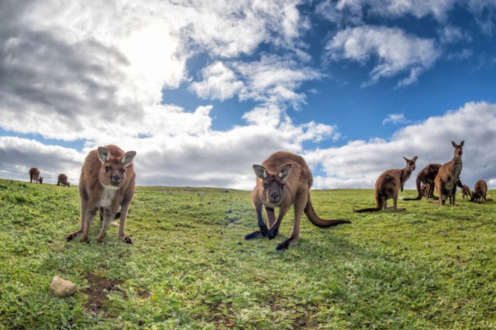 Australien Roadtrip Kangaroo Island