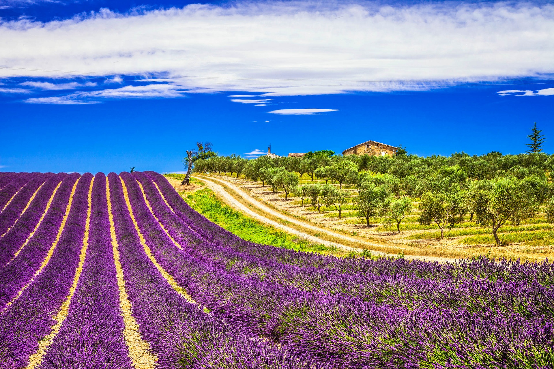 Duftende Lavendelfelder in der Provence Urlaubsguru