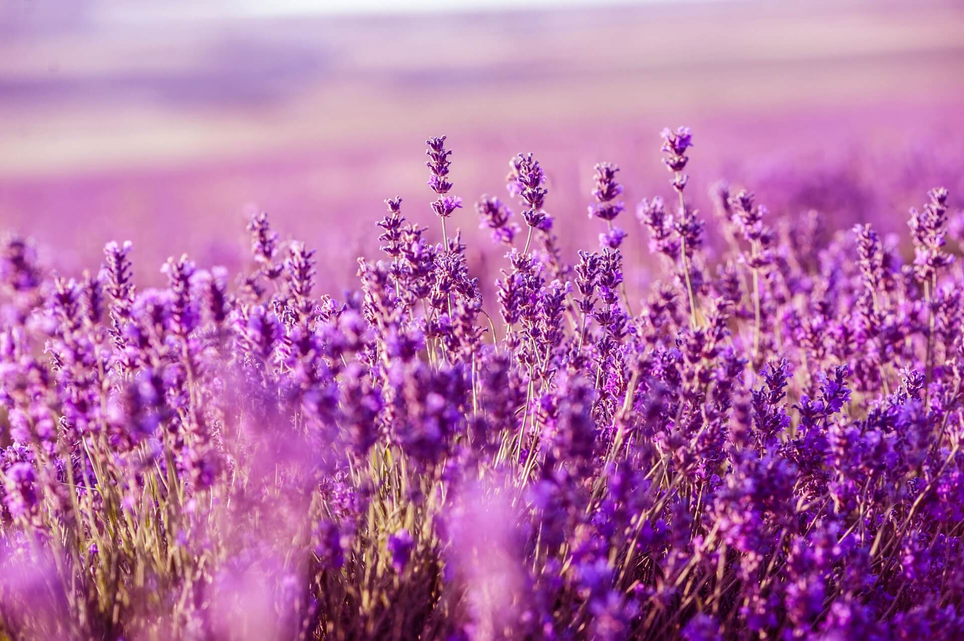 Duftende Lavendelfelder in der Provence | Urlaubsguru
