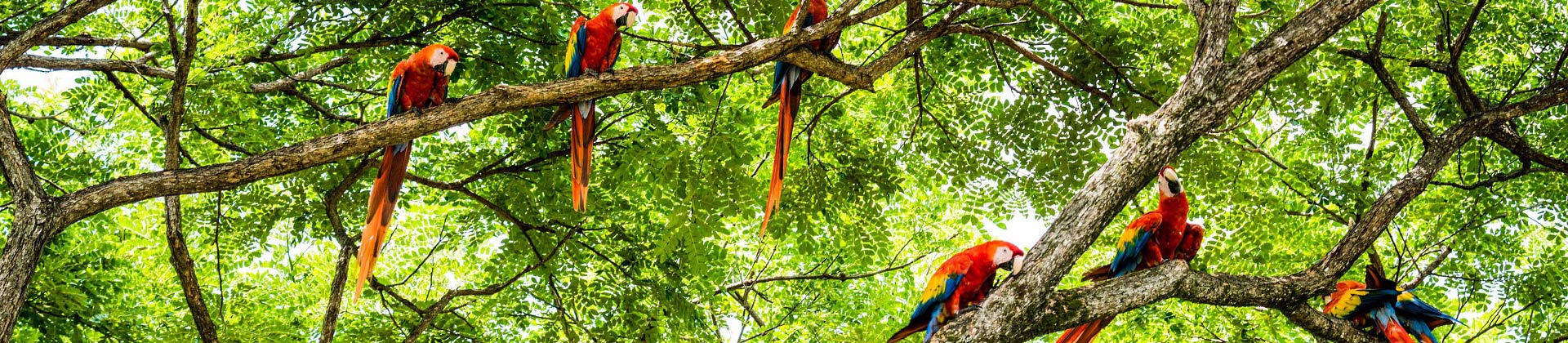 Kleurrijke papegaaien in Costa Rica